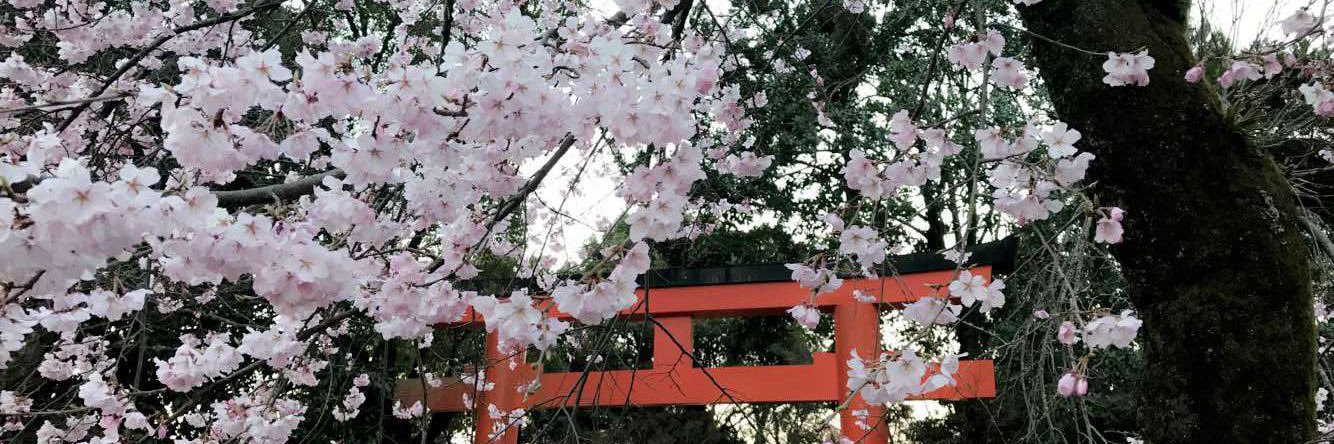 𝒰𝓈𝒶𝑔𝒾 /(๑╹ᆺ╹)\ banner