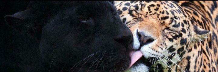 boom_dud4's profile banner image
