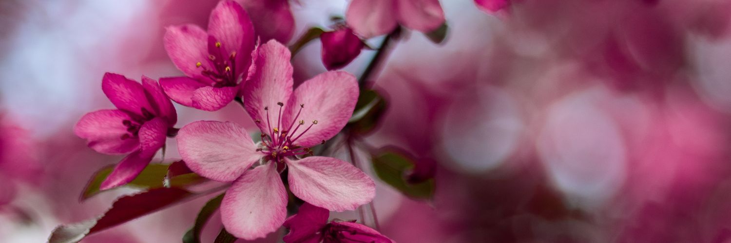 flor_pavon7's profile banner image