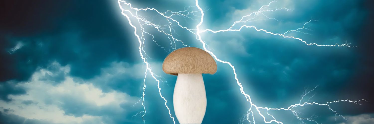 mutamuta78's profile banner image