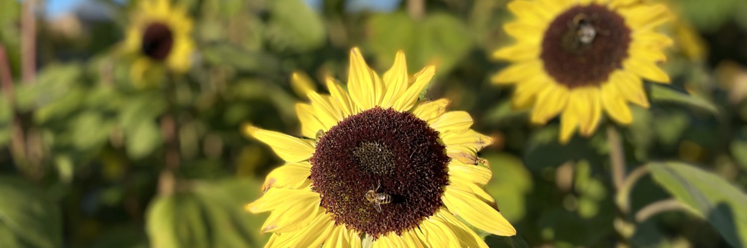Fondacey's profile banner image