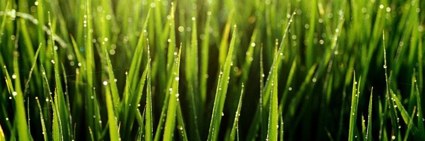 Amanda Holtstrom banner