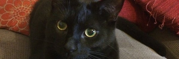 Bullshar Profile Banner