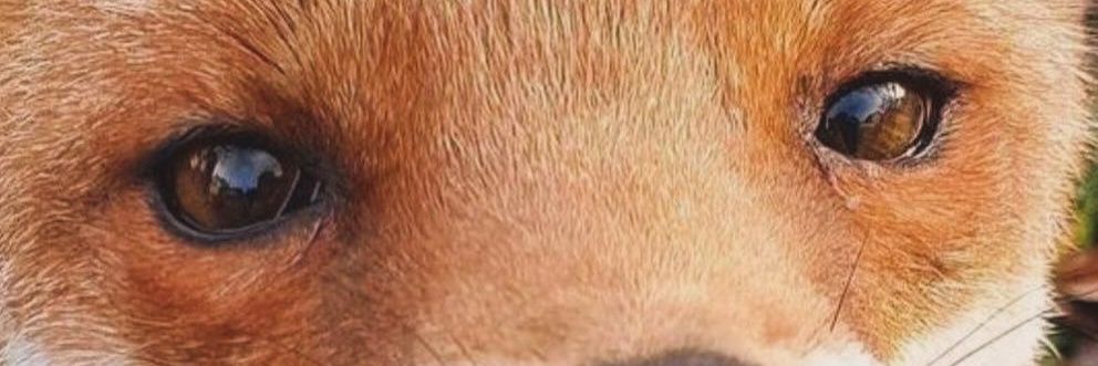 PuPc3lin3's profile banner image