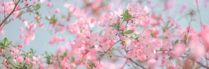 hamdah_saeed's profile banner image
