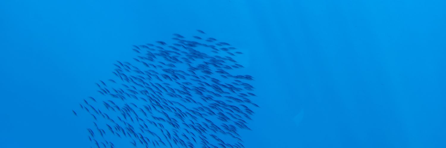 melliug's profile banner image