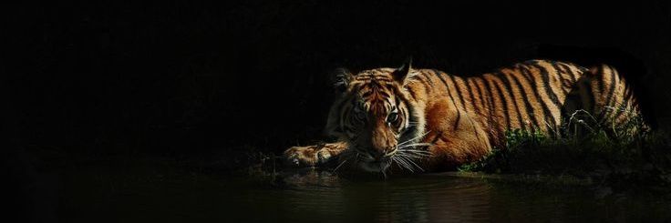 𝒜rth 𝐂. banner