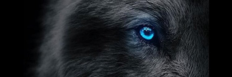 kurtulus_fox's profile banner image