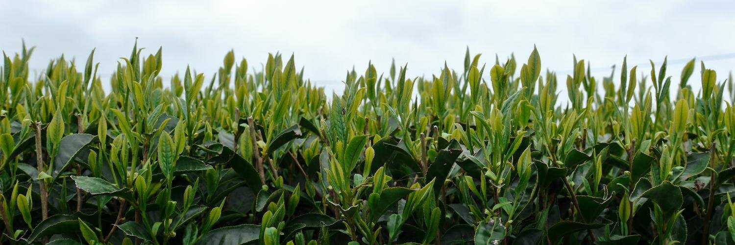 TheGildedTeapot's profile banner image
