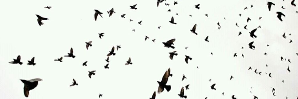 شهاب‌الدين طباطبايى's banner