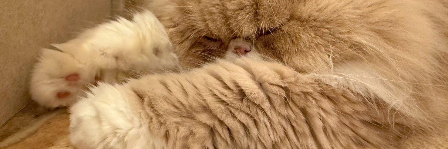 chanko__12's profile banner image