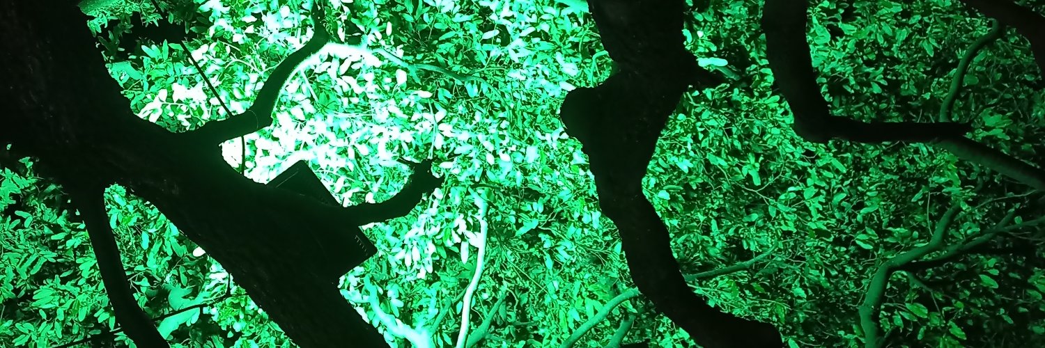 NandoVivas's profile banner image