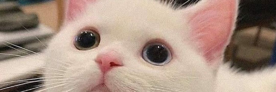 Mertetona🔥 banner