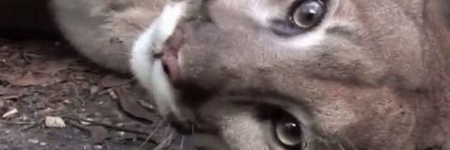 Prussian Argentinische ᛟᛚᛋᛉᛃ banner