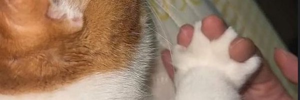 journal299 Profile Banner