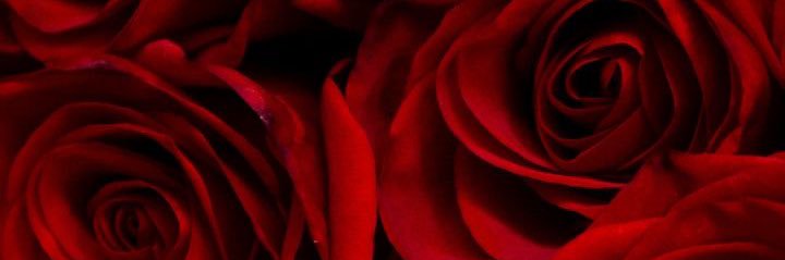 marieecl's profile banner image