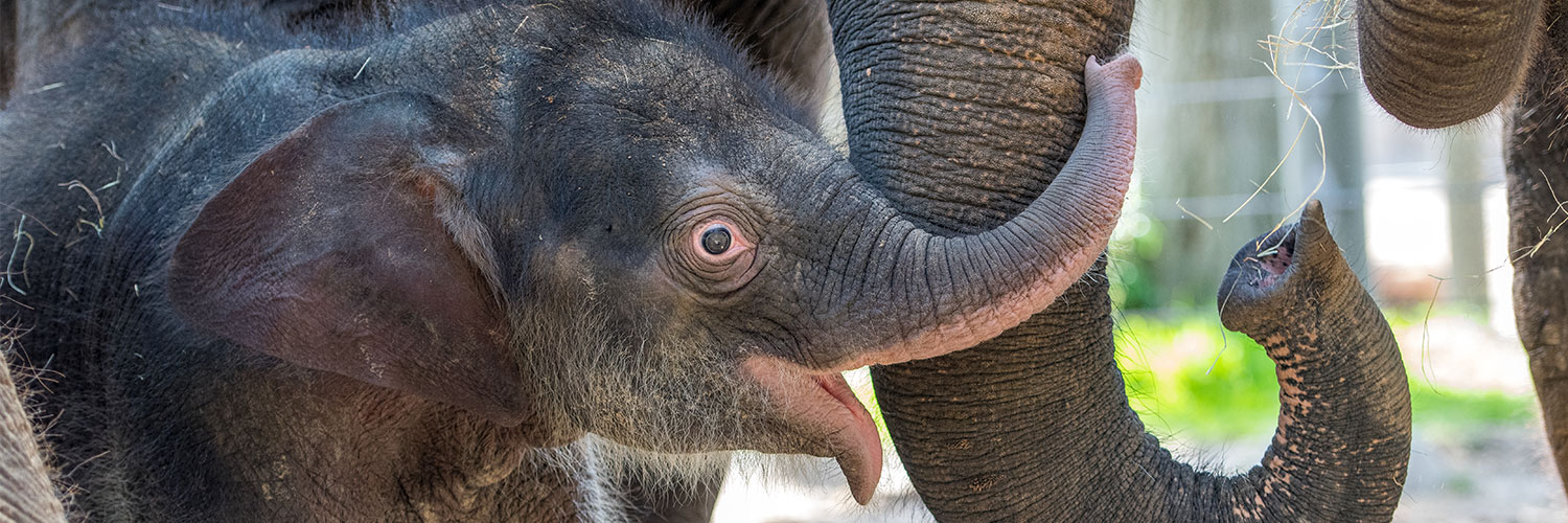 houstonzoo's profile banner image