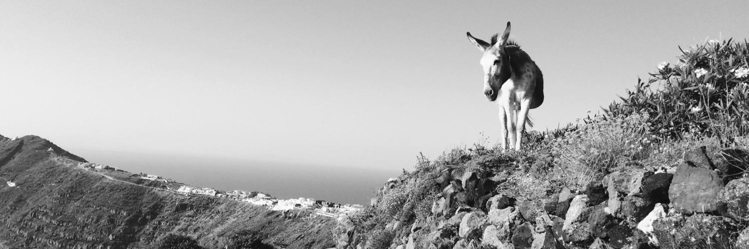 susanne_strom's profile banner image