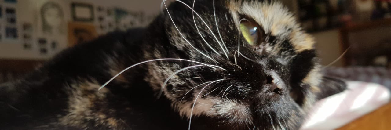 Collie_Flori's profile banner image