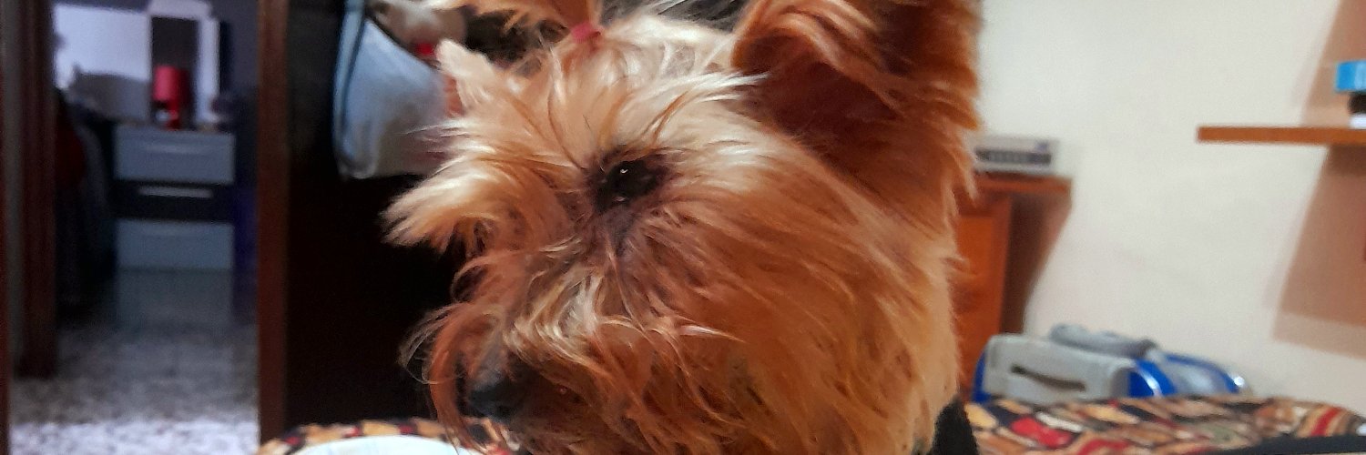 FannyPrieto24's profile banner image