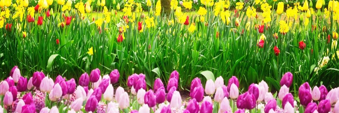 Liladale VioletBlood banner