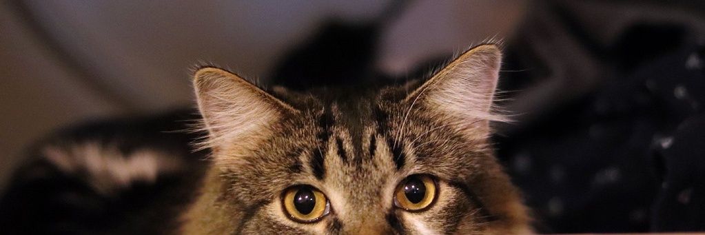 MasMas_Do's profile banner image