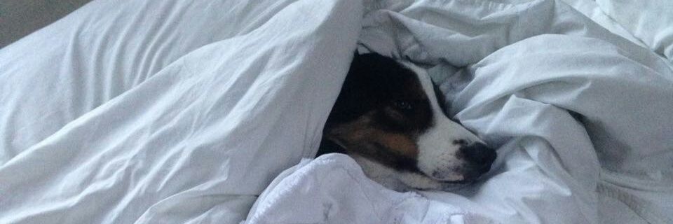DaDomelsDaDomel's profile banner image