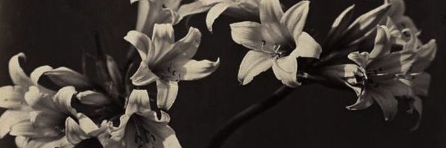 🦢 banner