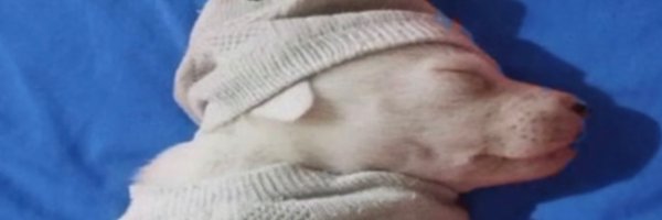mantispose Profile Banner