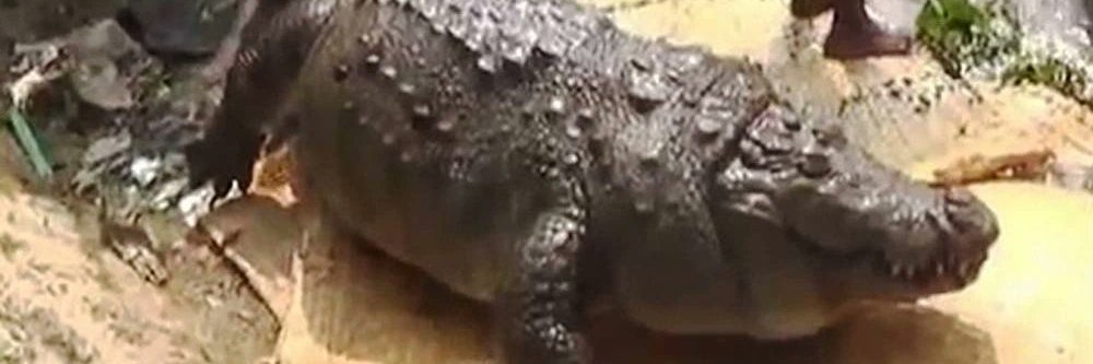 gatorpog's profile banner image