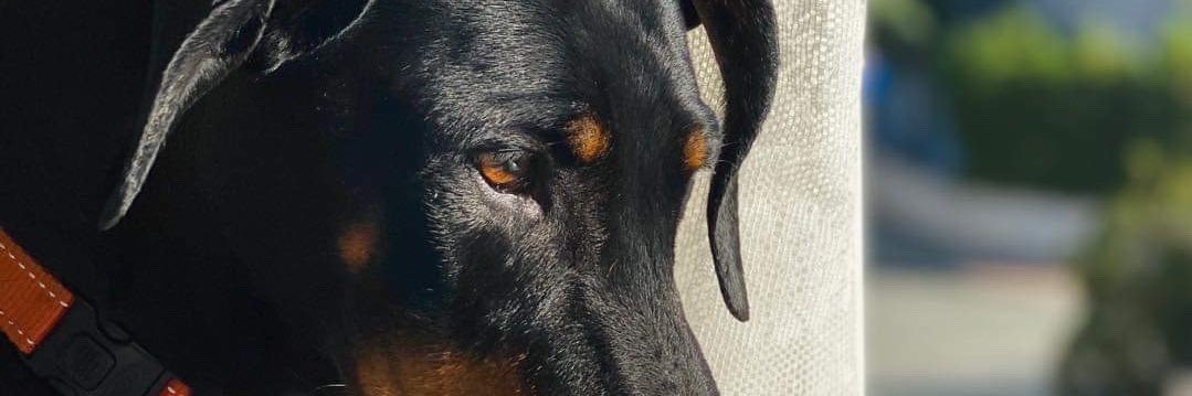 KividiotisM's profile banner image