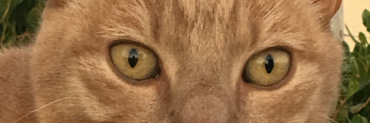 cathy petrovski banner