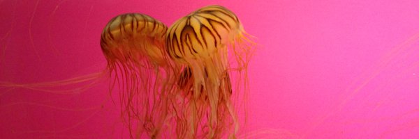 1Firstfruit Profile Banner