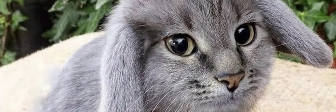 nicedickidiot's profile banner image