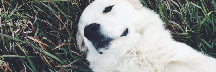 SydneyAnneC_'s profile banner image