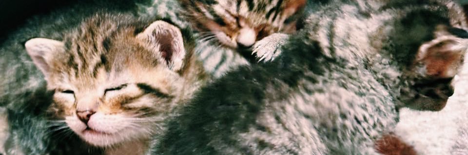 electro_kittens's profile banner image