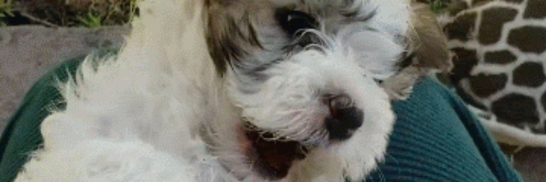 Sofi_Pol's profile banner image
