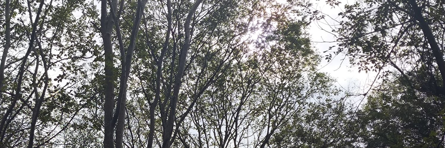 taviosoxza's profile banner image