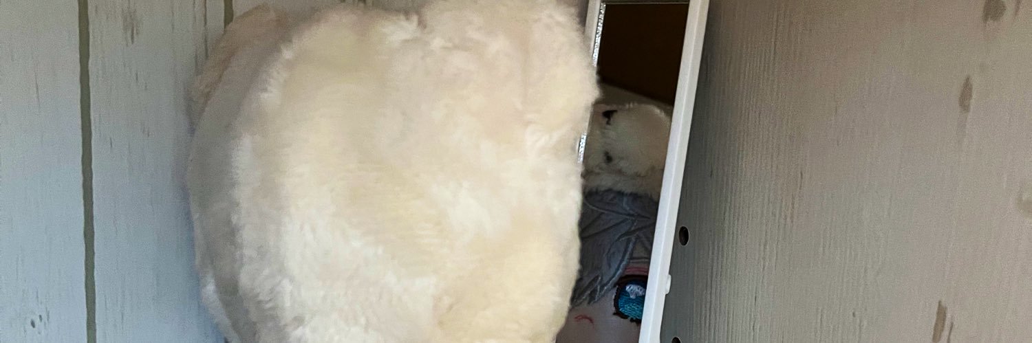 ココ@ぬいと生活 banner