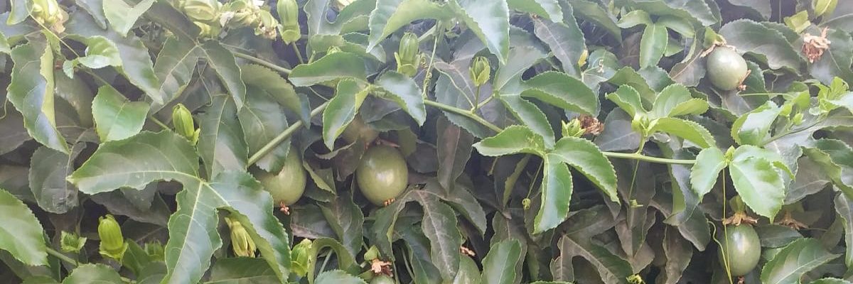 Suadhamad0's profile banner image