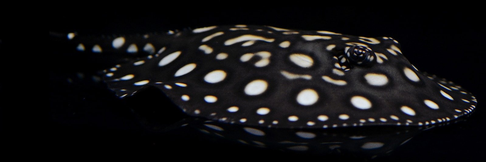 fishipedia_'s profile banner image