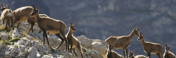 Pierre De Greef banner
