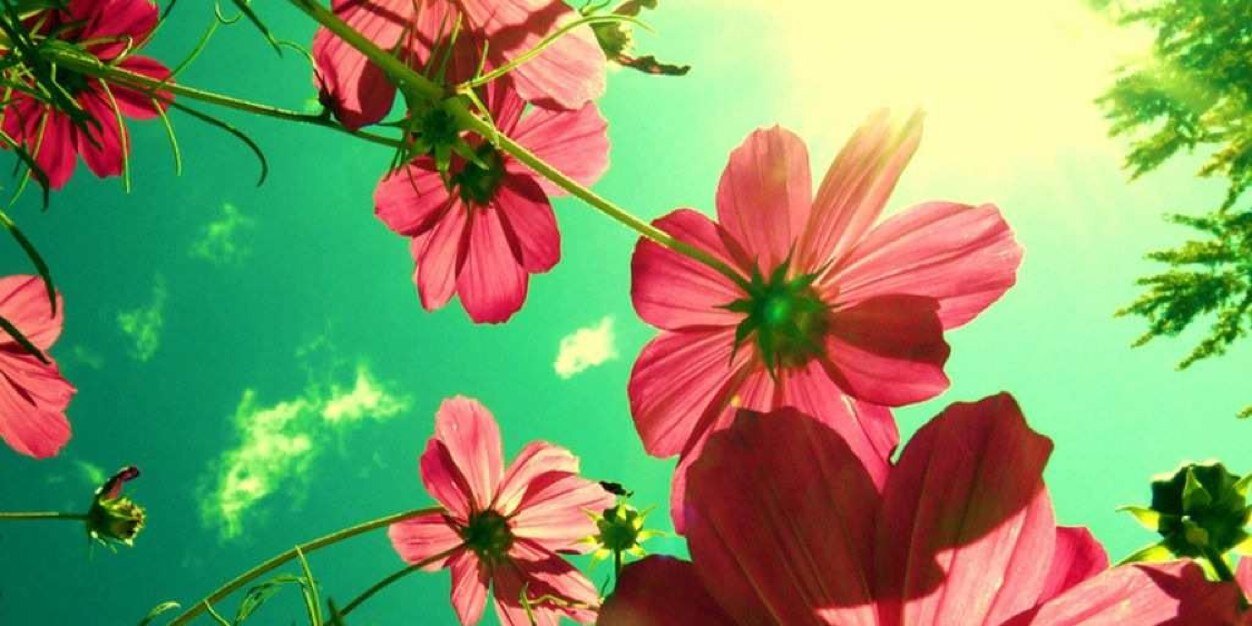 Roseylee73's profile banner image