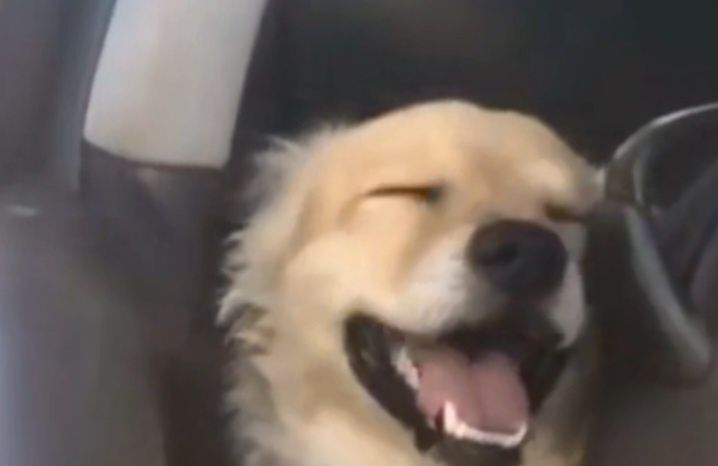 Cookie's banner