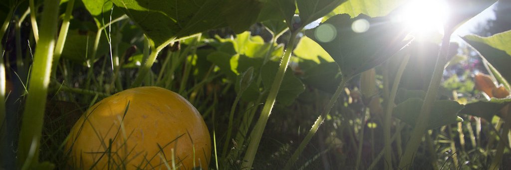 HomesteadLyfe's profile banner image