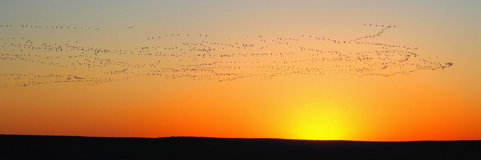 D. Michael Ray banner