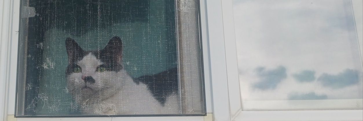 princess kitty cat banner