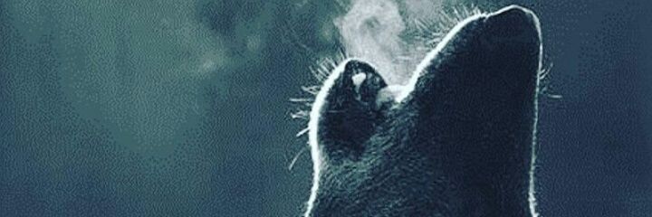 romancp11's profile banner image