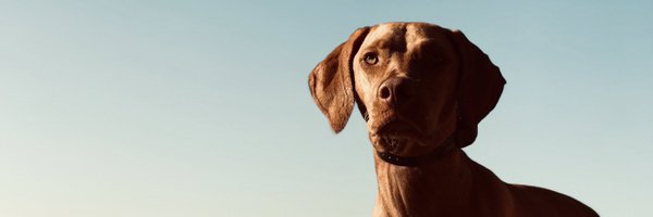 Adam_Fish Profile Banner