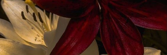 biyya🪨 banner